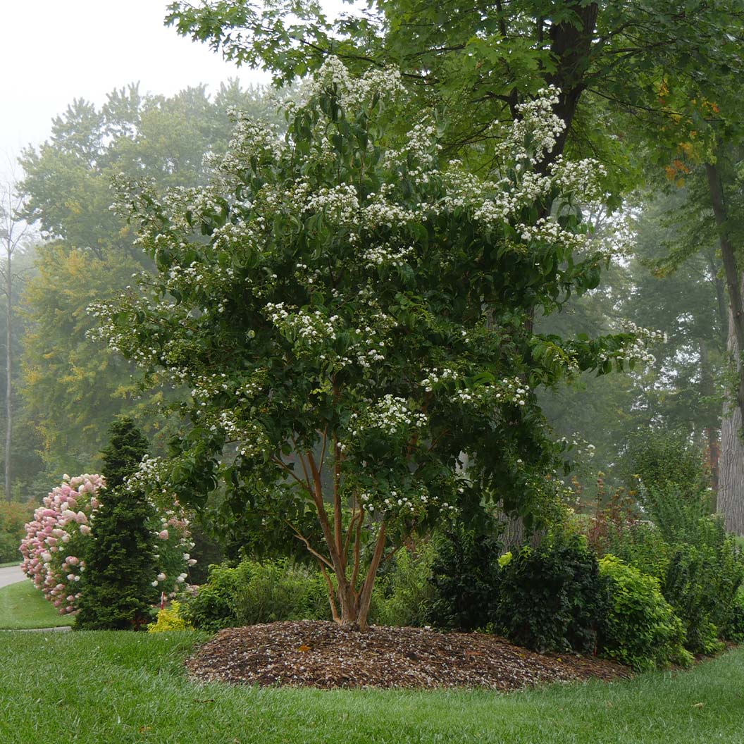 Proven Winners® Temple of Bloom® Seven-Son - Image 6