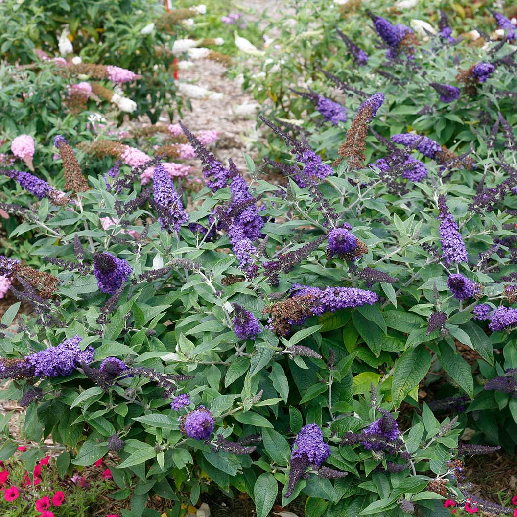 Proven Winners® Pugster Blue® Butterfly Bush - Image 3