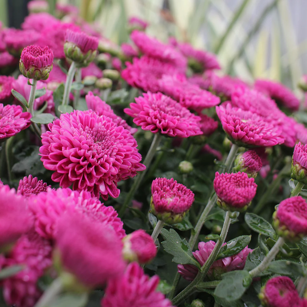 Purple Belgian Mums® - Image 10