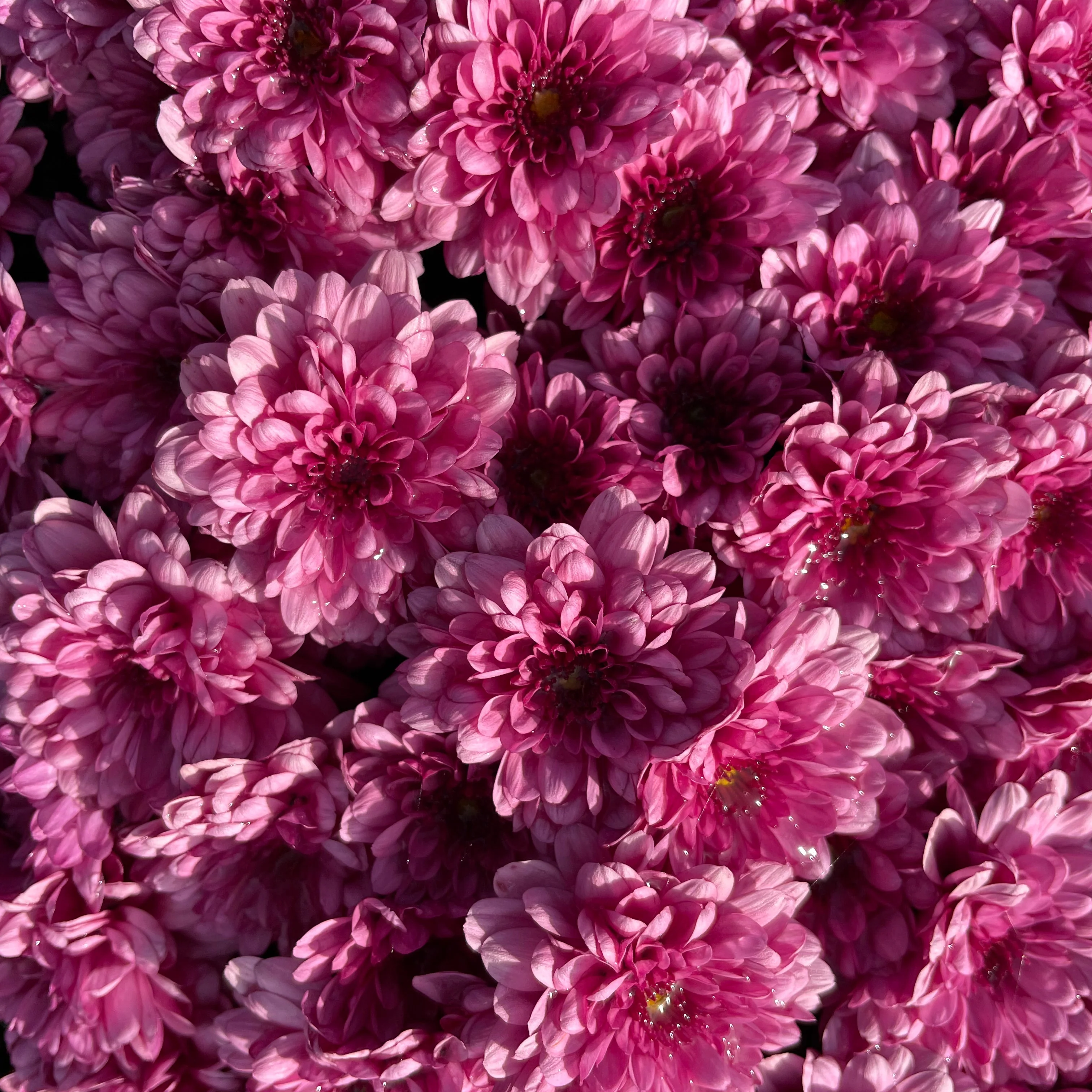 Purple Belgian Mums® - Image 11