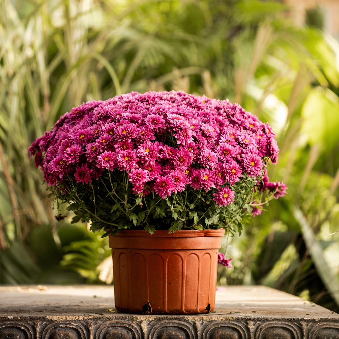 Purple Belgian Mums® - Image 2