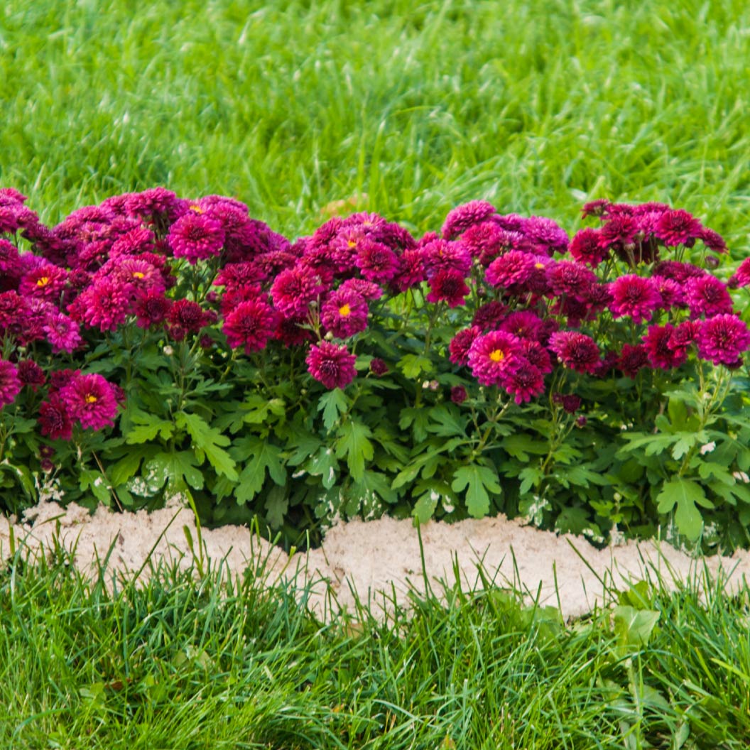 Purple Belgian Mums® - Image 3