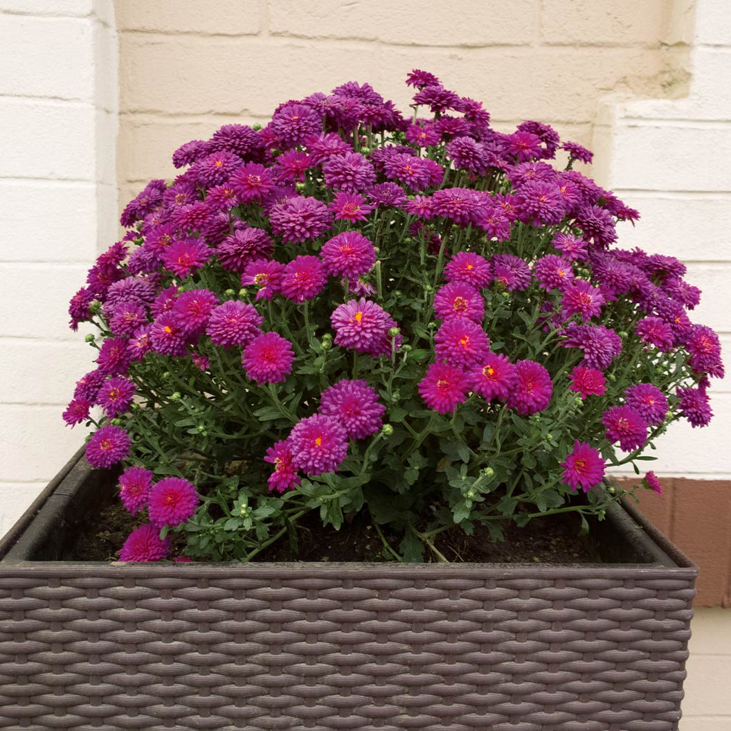 Purple Belgian Mums® - Image 4