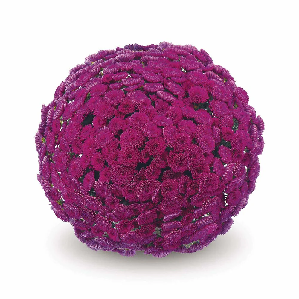 Purple Belgian Mums® - Image 5