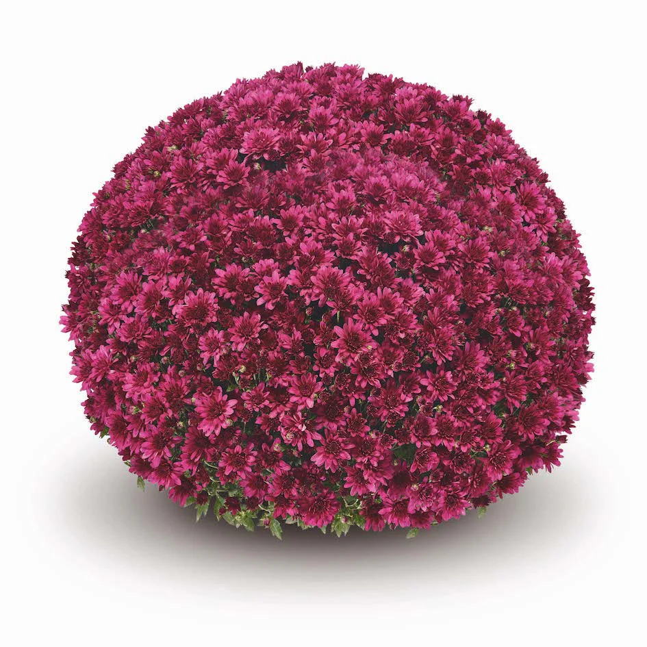 Purple Belgian Mums® - Image 6