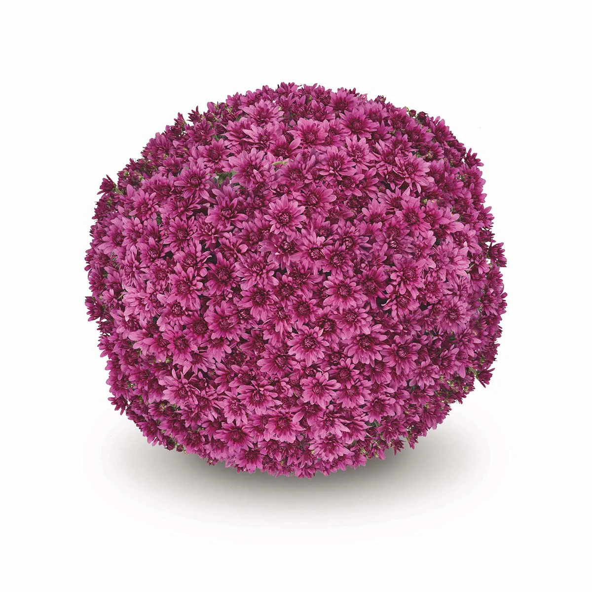 Purple Belgian Mums® - Image 7