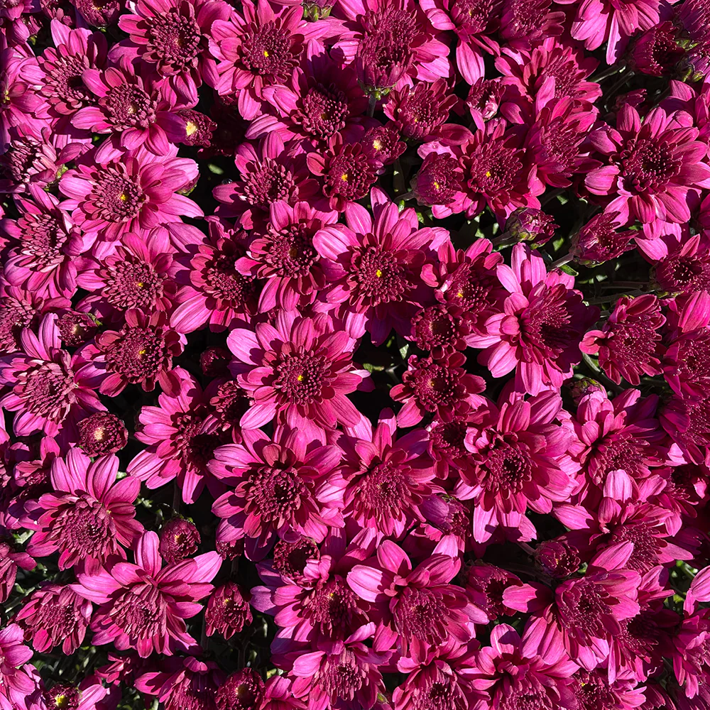 Purple Belgian Mums® - Image 8