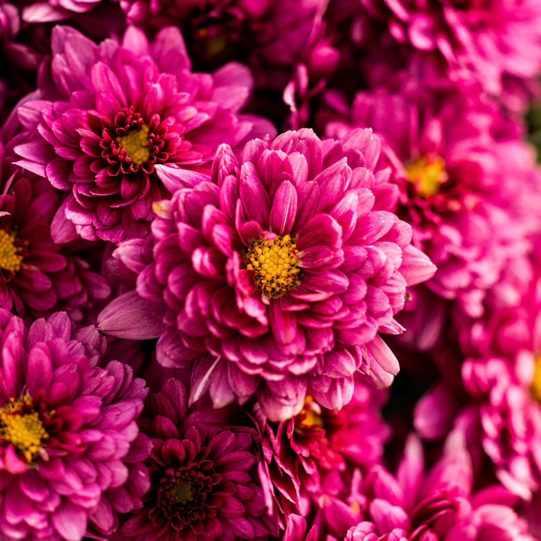 Purple Belgian Mums® - Image 9