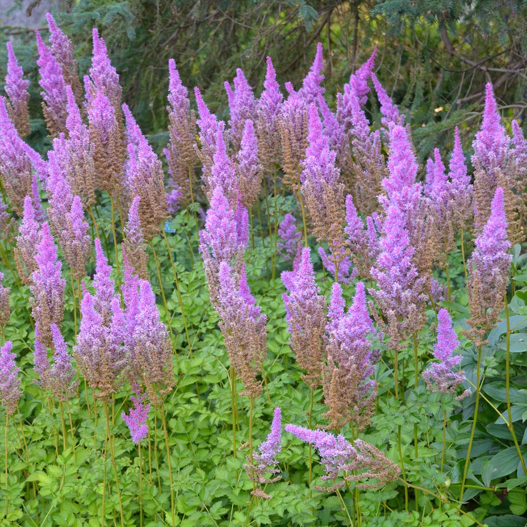 Purple Candles Astilbe Plant - Image 2