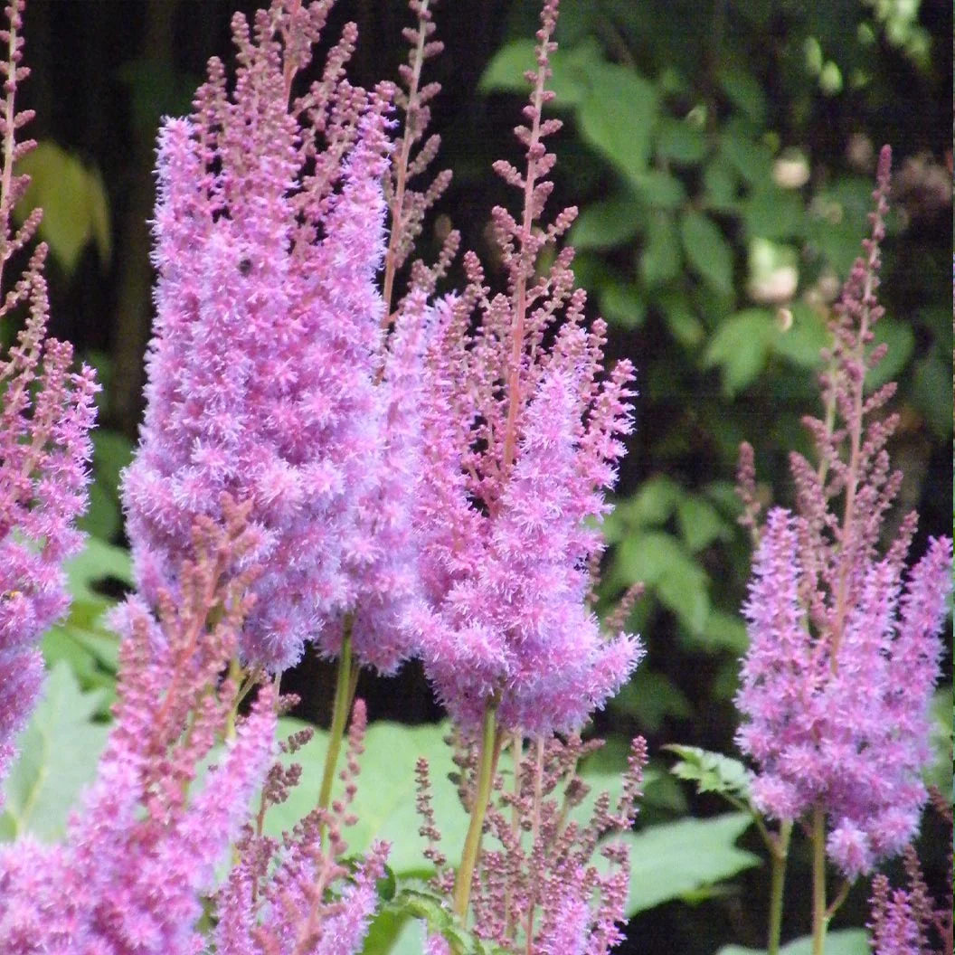 Purple Candles Astilbe Plant - Image 3
