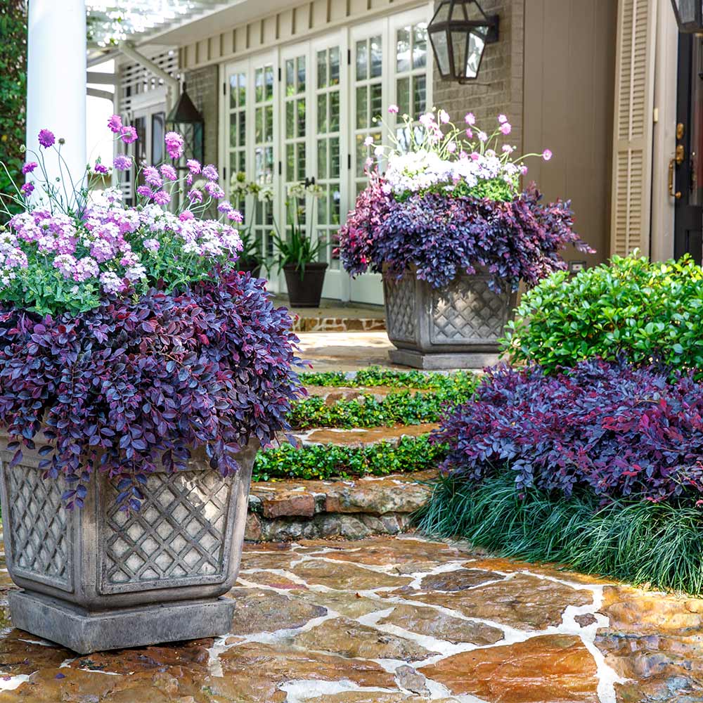 Southern Living® Purple Daydream® Dwarf Loropetalum Shrub - Image 2