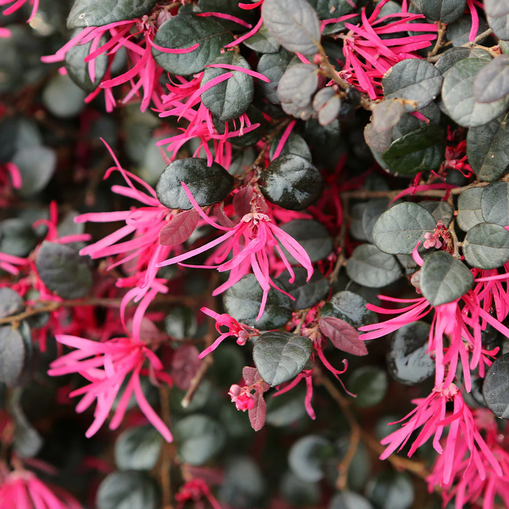 Southern Living® Purple Daydream® Dwarf Loropetalum Shrub - Image 3