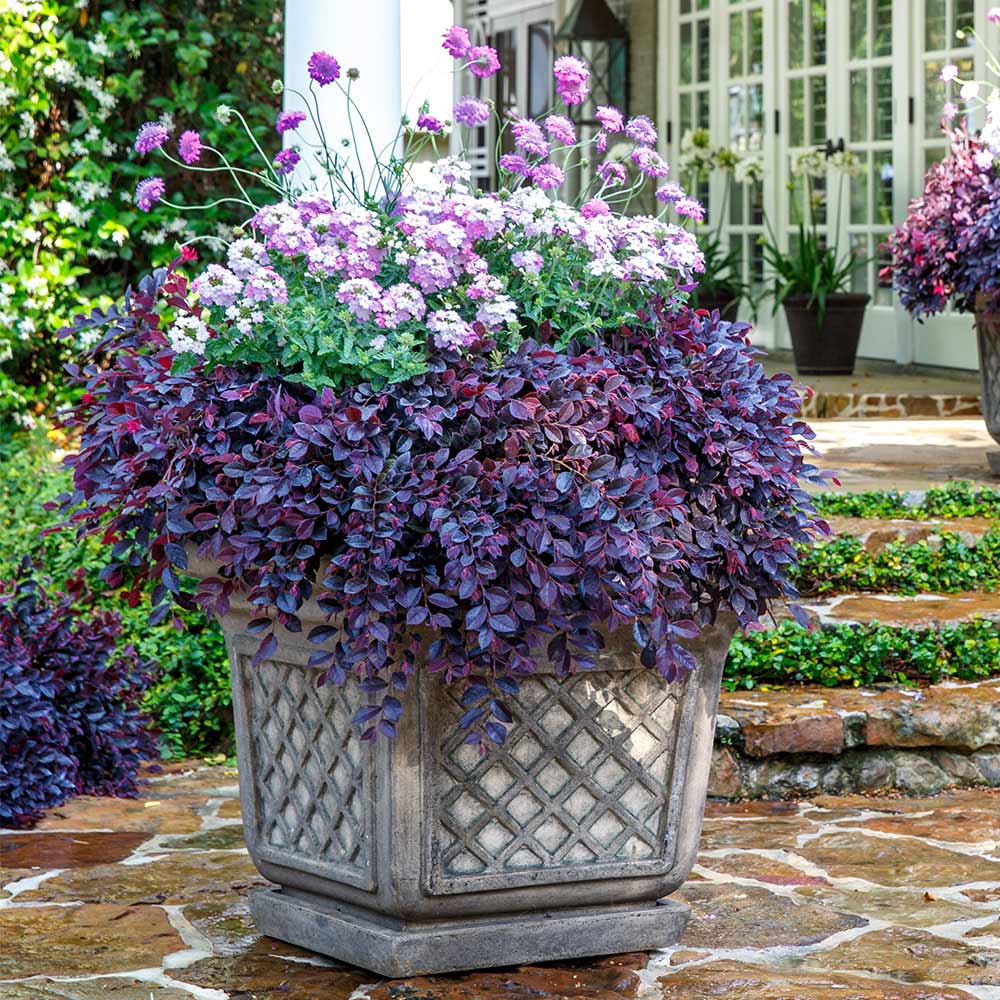 Southern Living® Purple Daydream® Dwarf Loropetalum Shrub - Image 4
