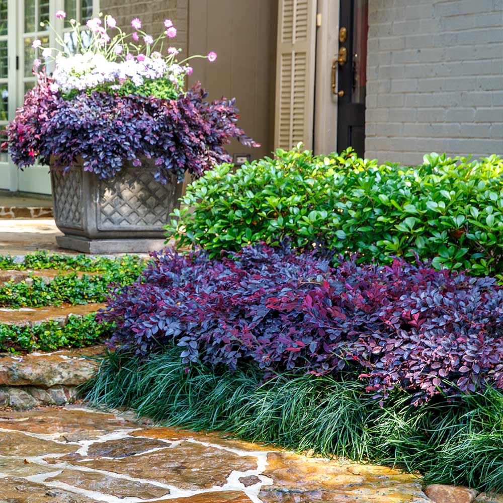 Southern Living® Purple Daydream® Dwarf Loropetalum Shrub - Image 5