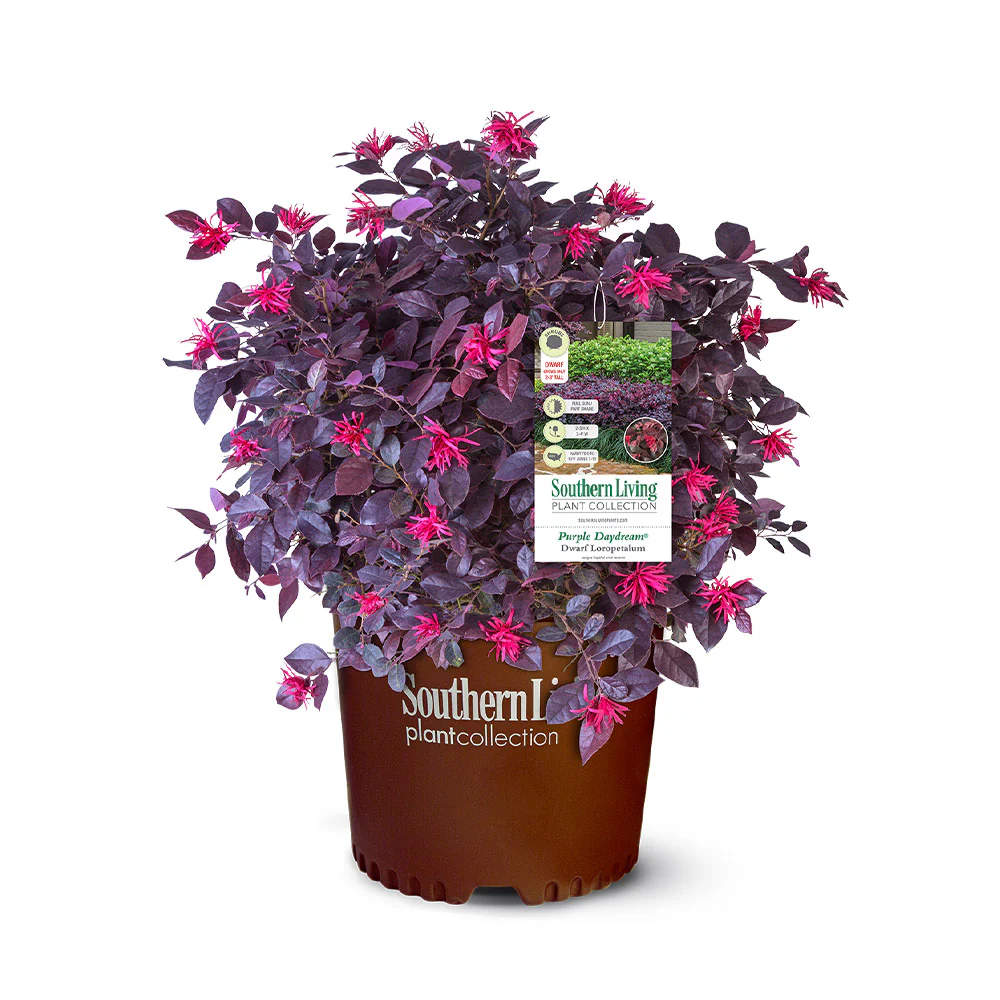 Southern Living® Purple Daydream® Dwarf Loropetalum Shrub - Image 6