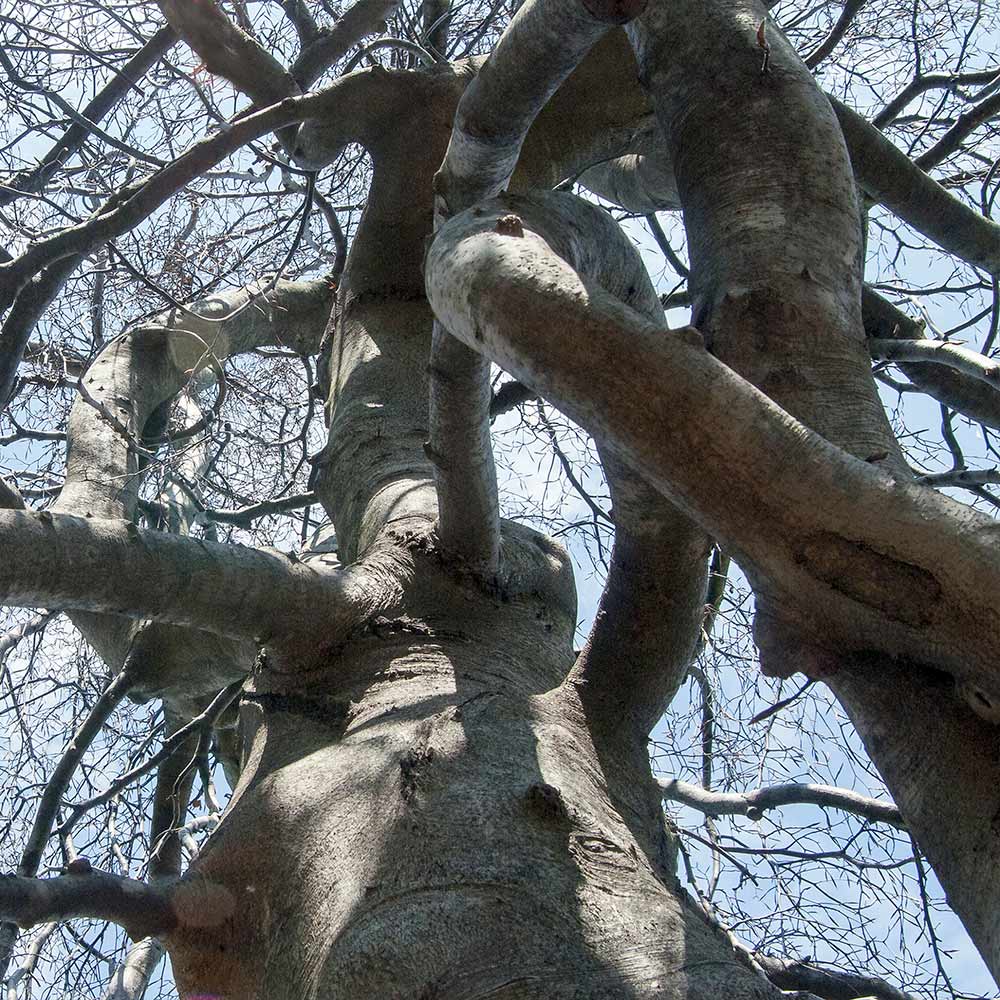 Purple Fountain Weeping Beech Tree - Image 3