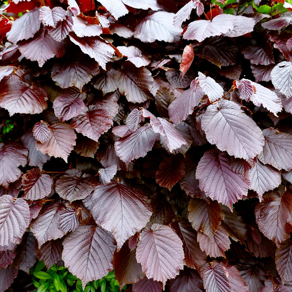 Purple Fountain Weeping Beech Tree - Image 5