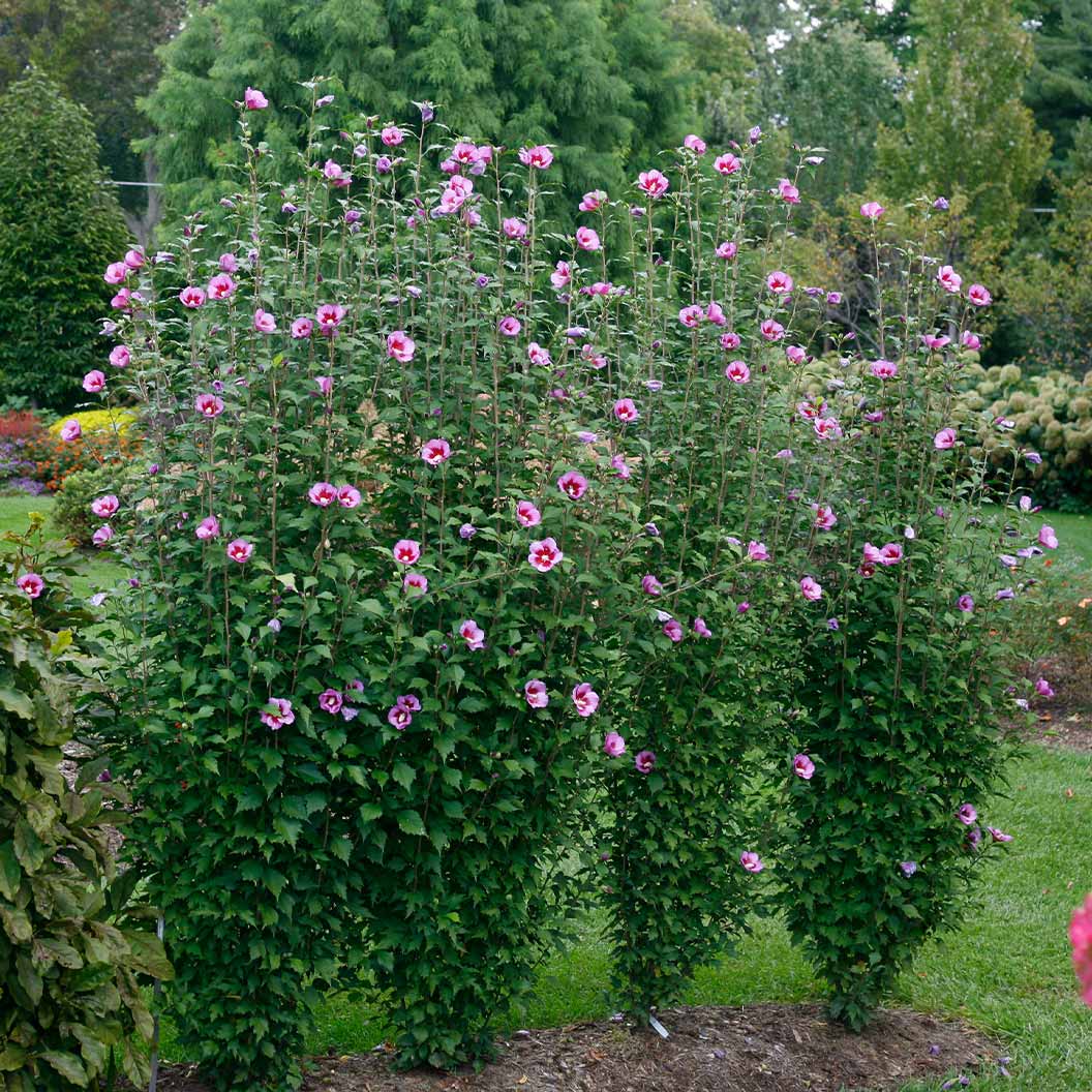 Proven Winners® Purple Pillar® Rose of Sharon Althea - Image 2