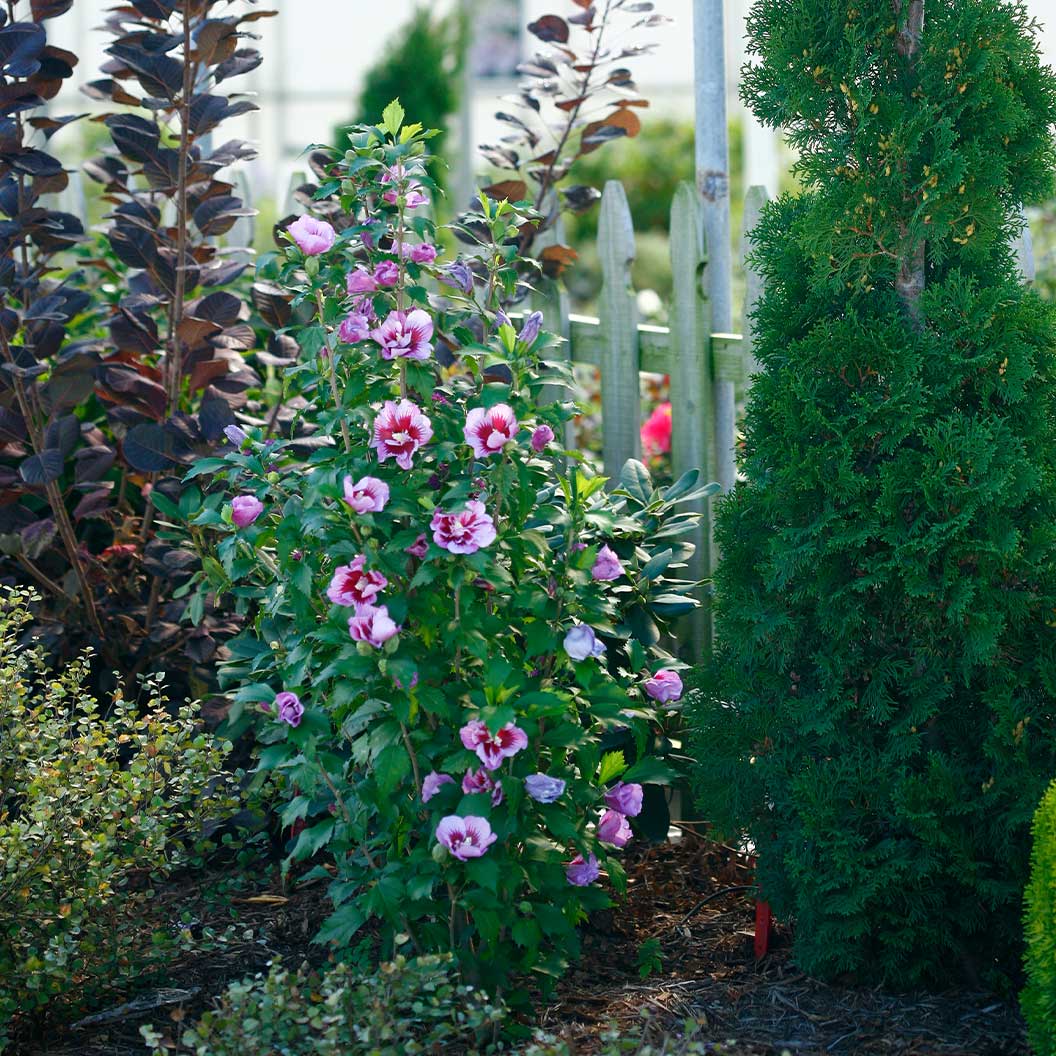 Proven Winners® Purple Pillar® Rose of Sharon Althea - Image 3
