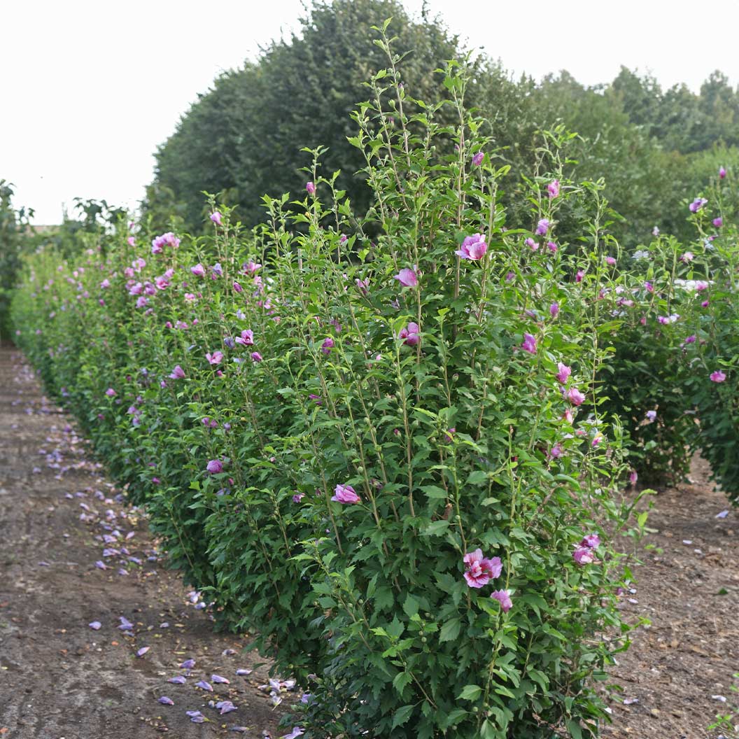 Proven Winners® Purple Pillar® Rose of Sharon Althea - Image 4