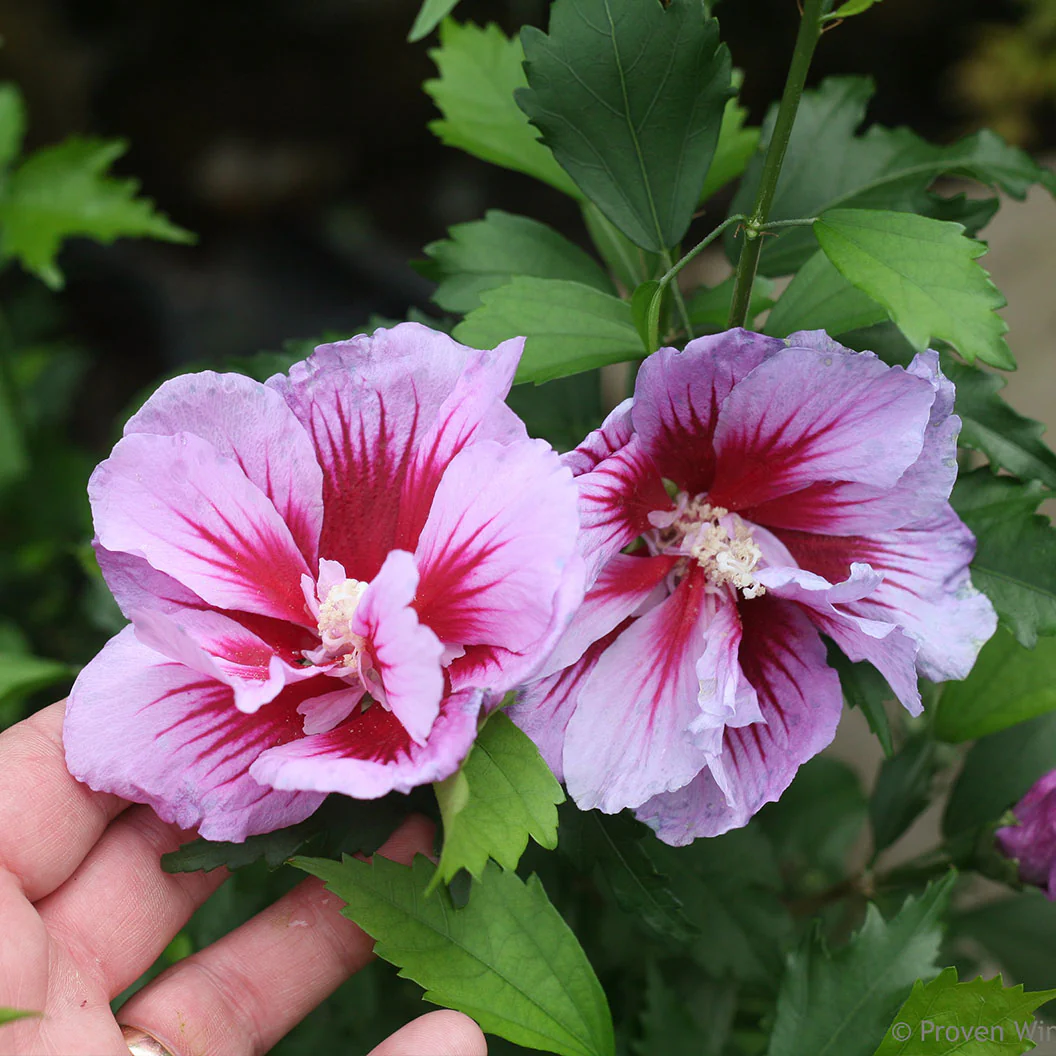 Proven Winners® Purple Pillar® Rose of Sharon Althea - Image 5