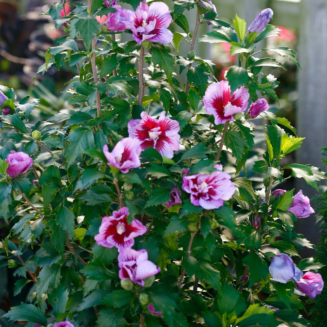 Proven Winners® Purple Pillar® Rose of Sharon Althea - Image 6