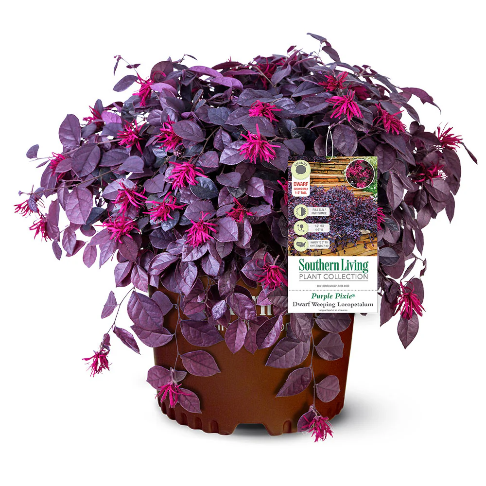 Southern Living® Purple Pixie® Dwarf Weeping Loropetalum - Image 2