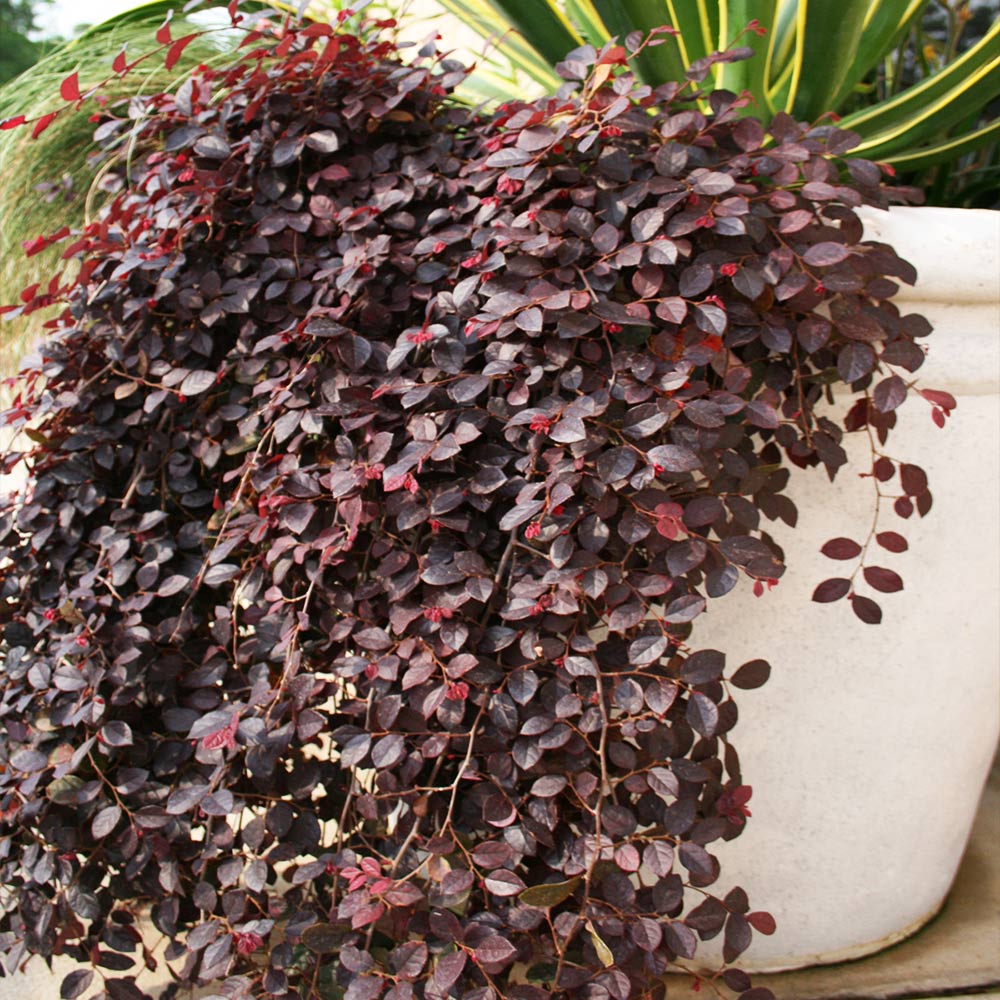 Southern Living® Purple Pixie® Dwarf Weeping Loropetalum - Image 3
