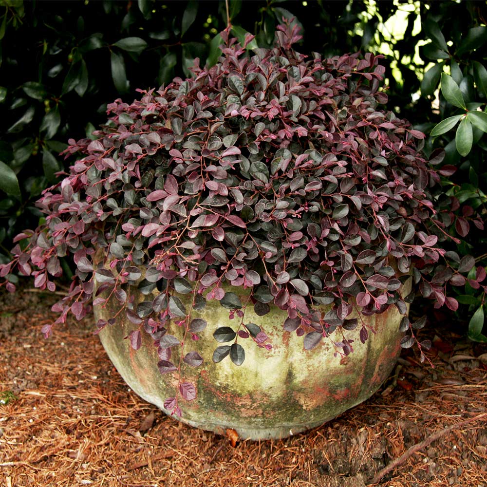 Southern Living® Purple Pixie® Dwarf Weeping Loropetalum - Image 4