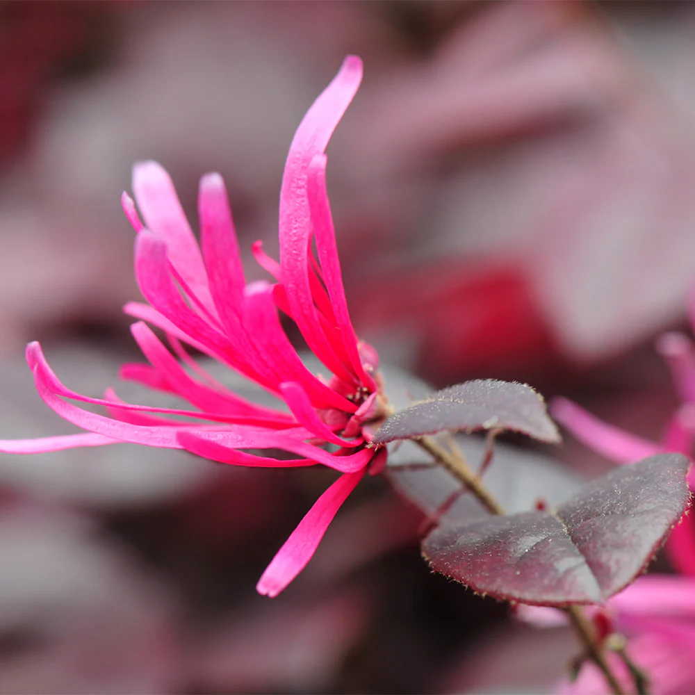 Southern Living® Purple Pixie® Dwarf Weeping Loropetalum - Image 5