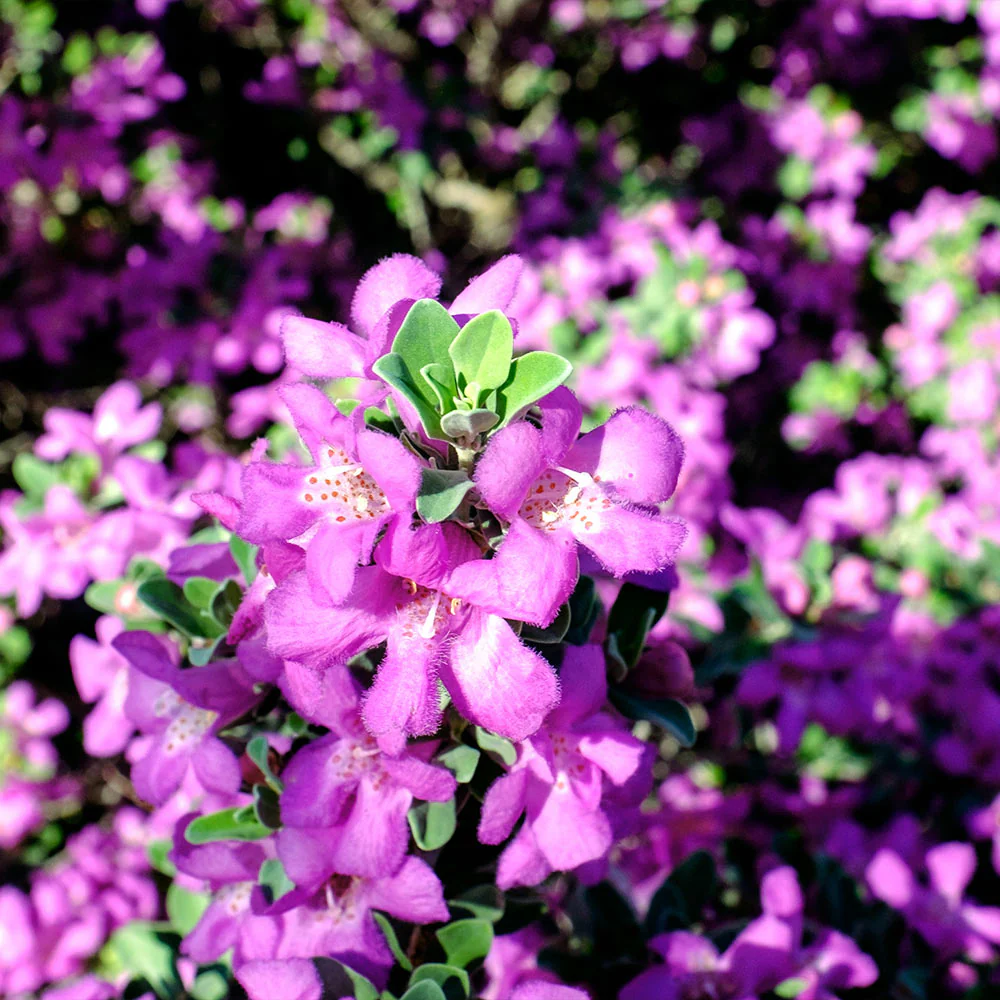 Purple Rain Texas Sage Plant - Image 3