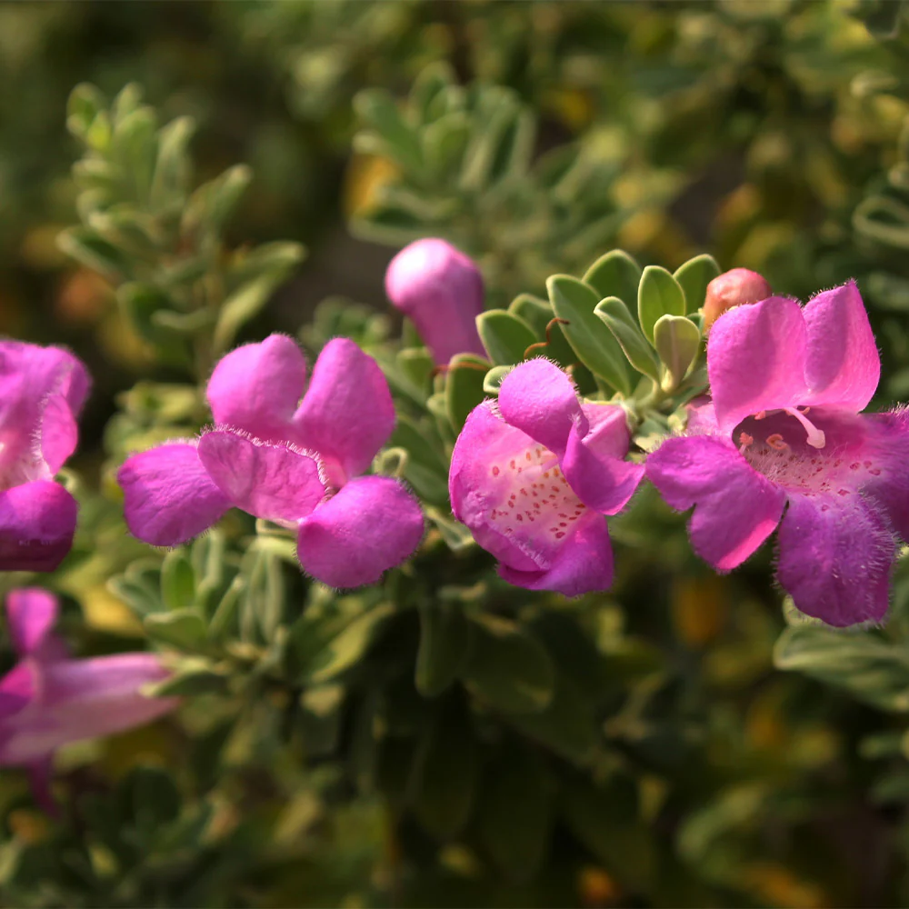 Purple Rain Texas Sage Plant - Image 4