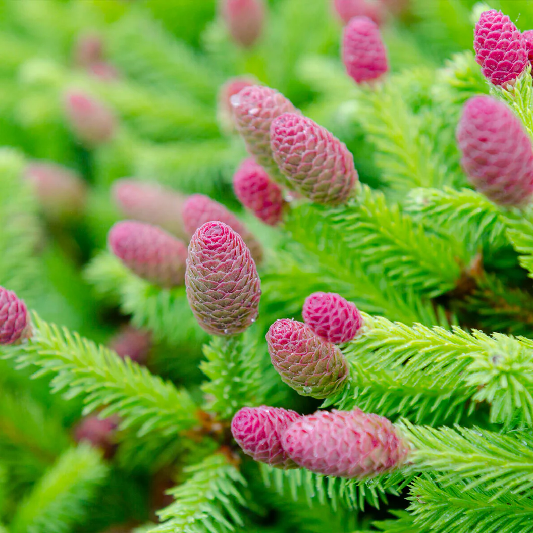 Pusch Norway Spruce Shrub - Image 3