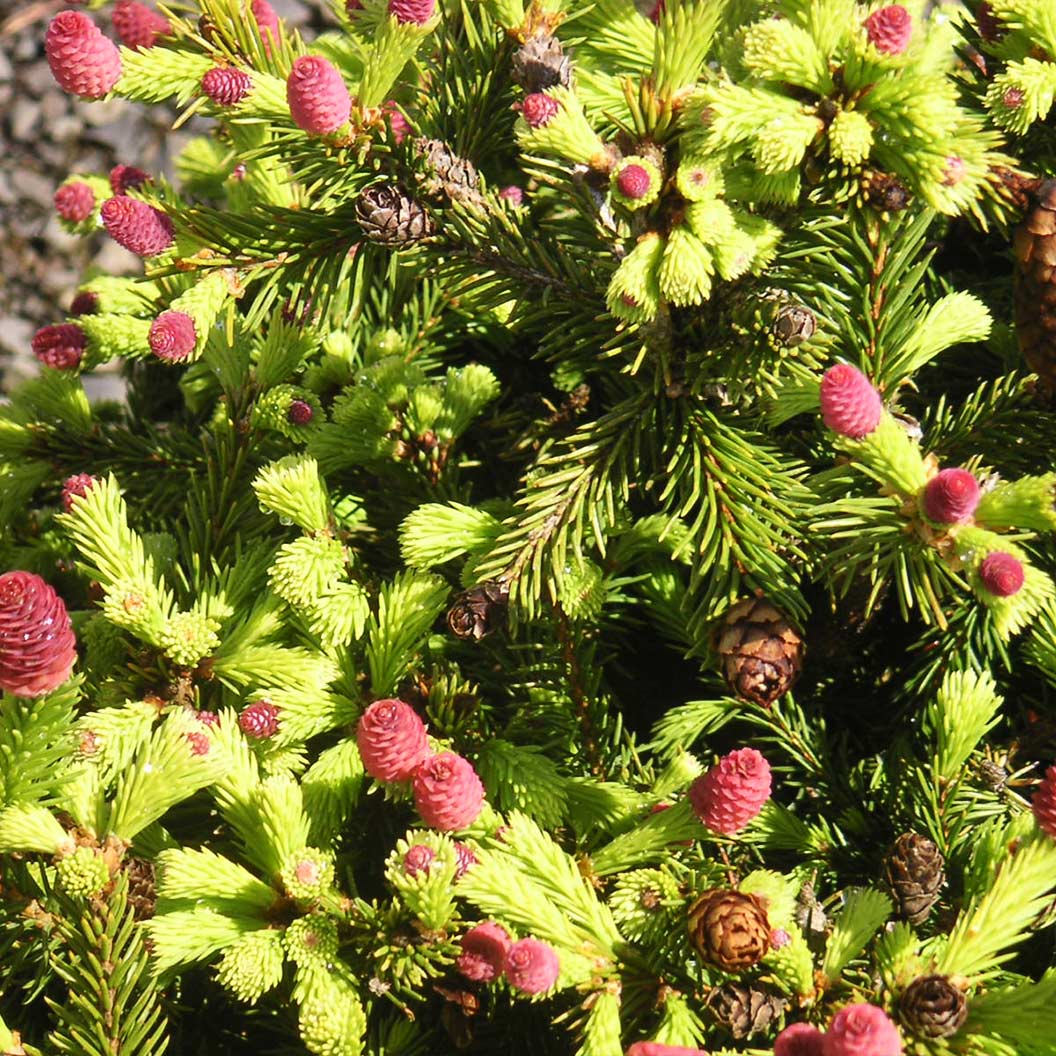 Pusch Norway Spruce Shrub - Image 4