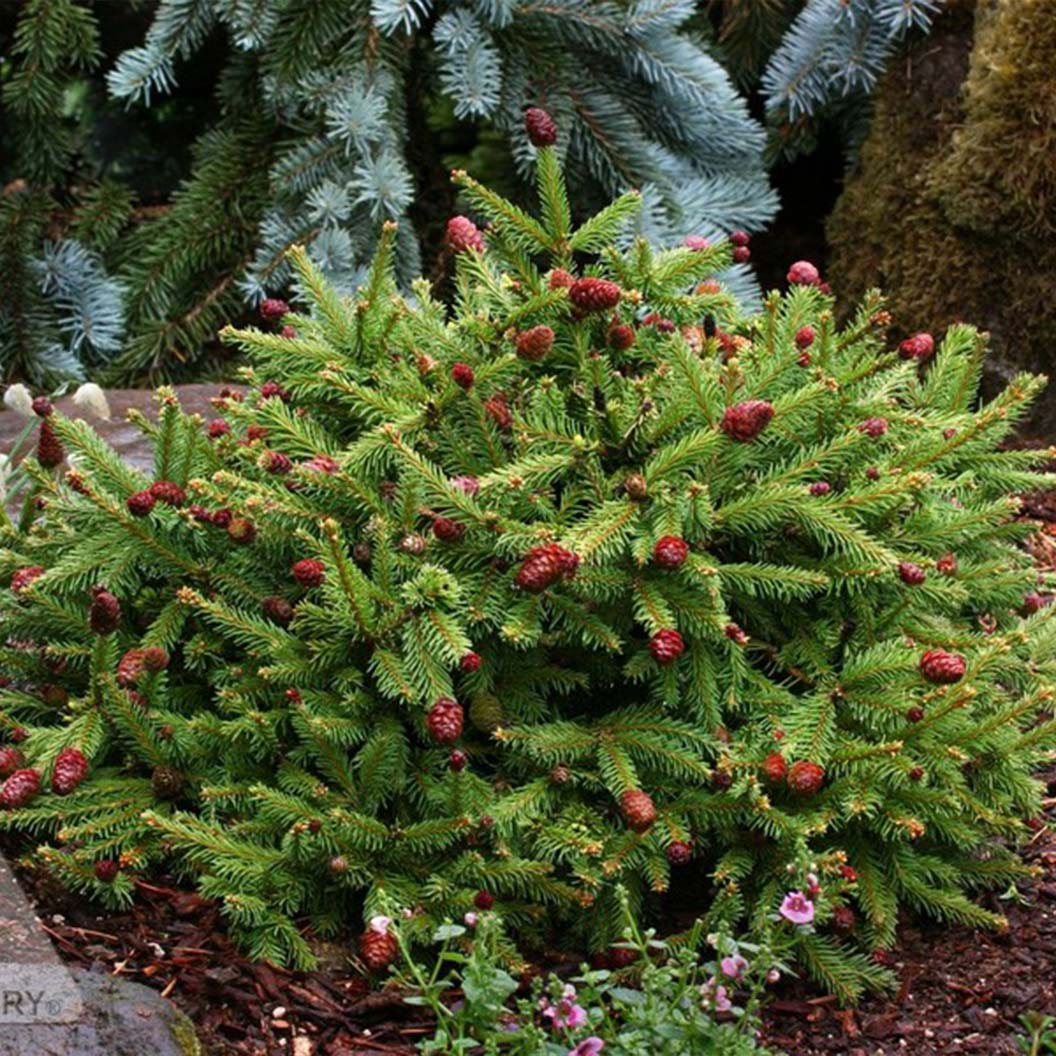 Pusch Norway Spruce Shrub - Image 5