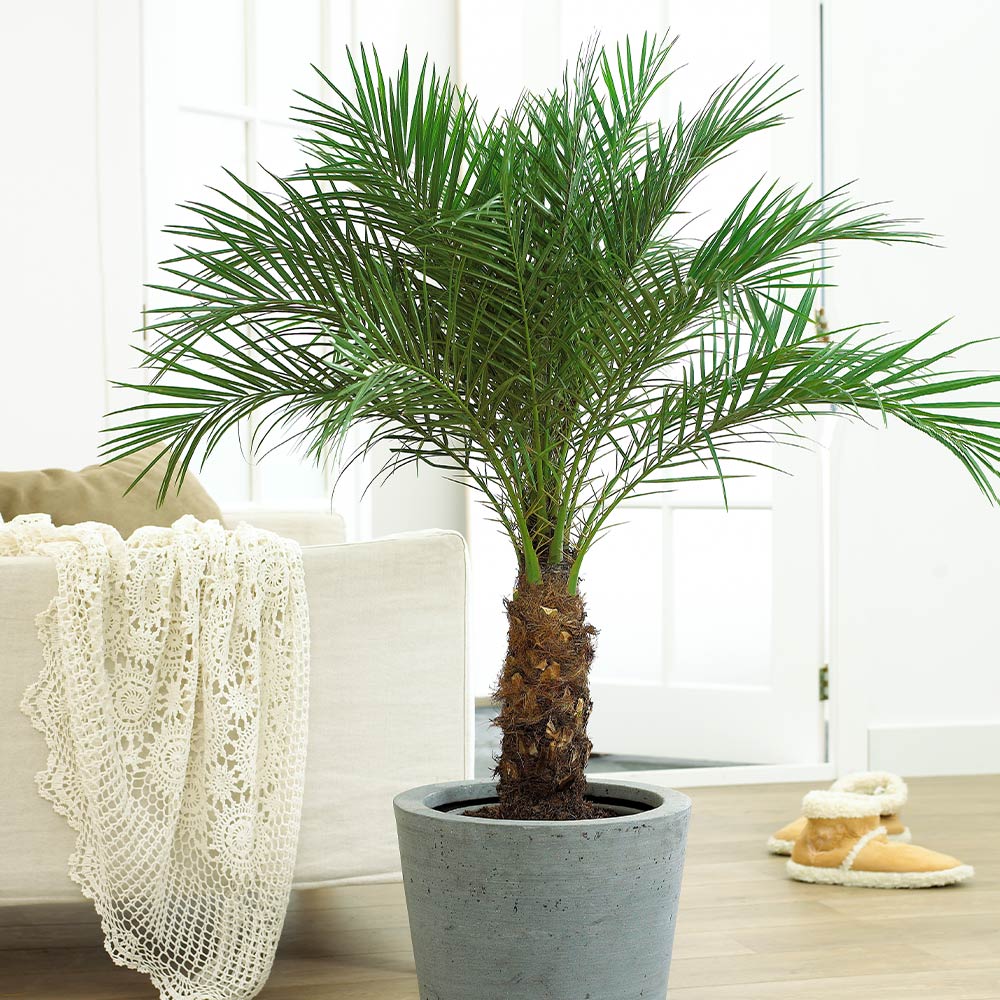 Pygmy Date Palm - Image 3