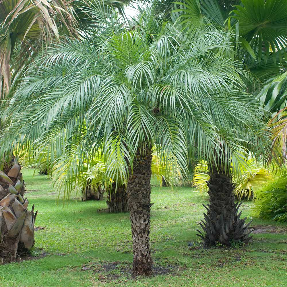 Pygmy Date Palm - Image 4