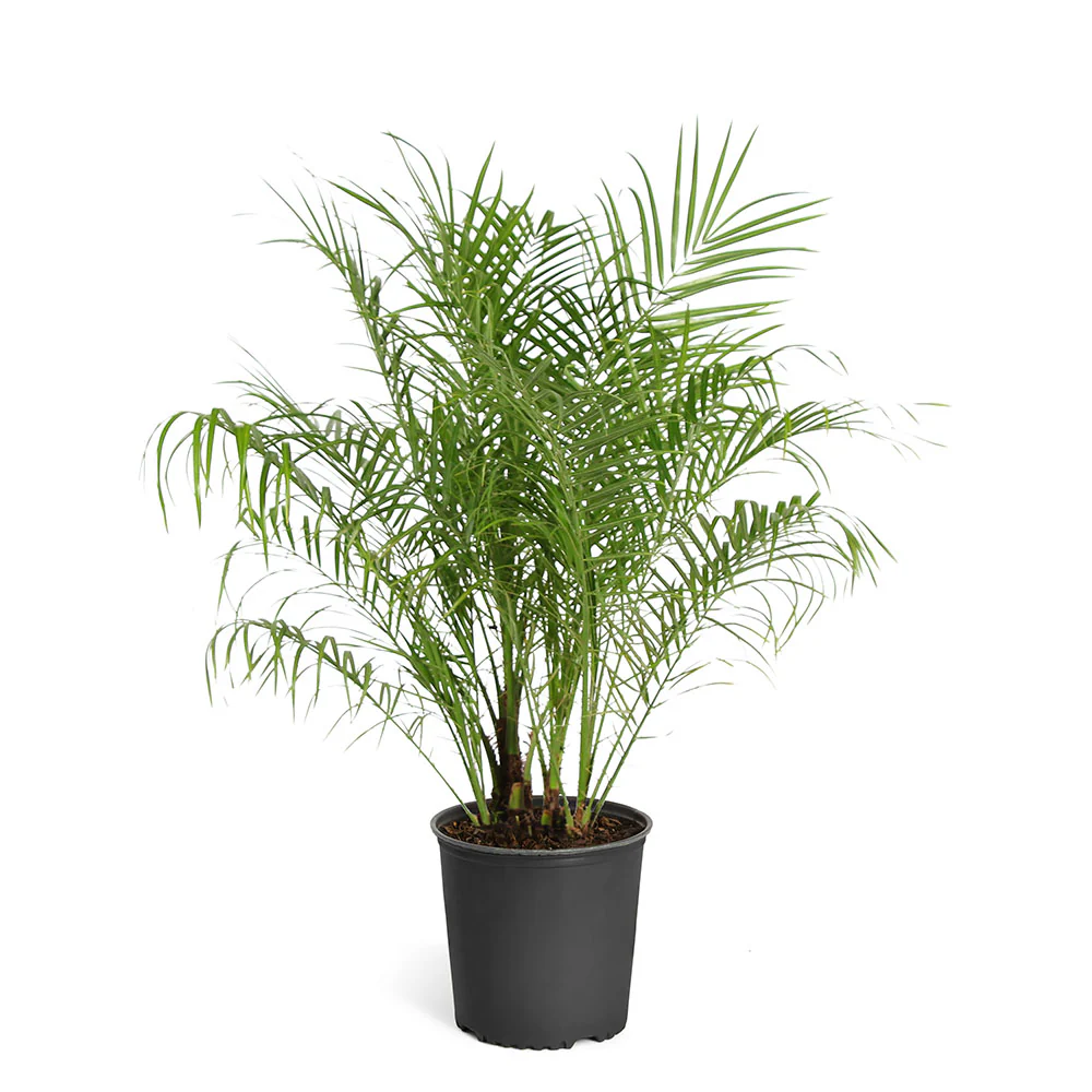 Pygmy Date Palm - Image 5