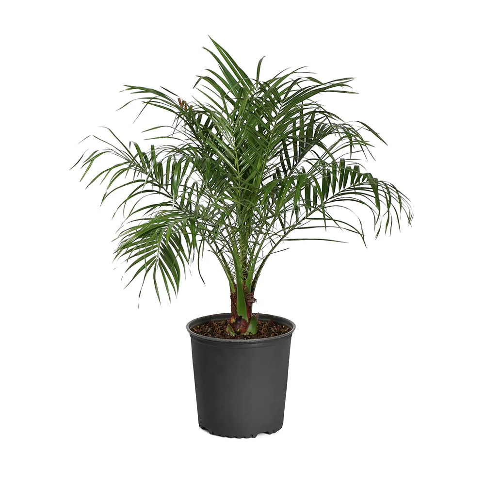 Pygmy Date Palm - Image 6