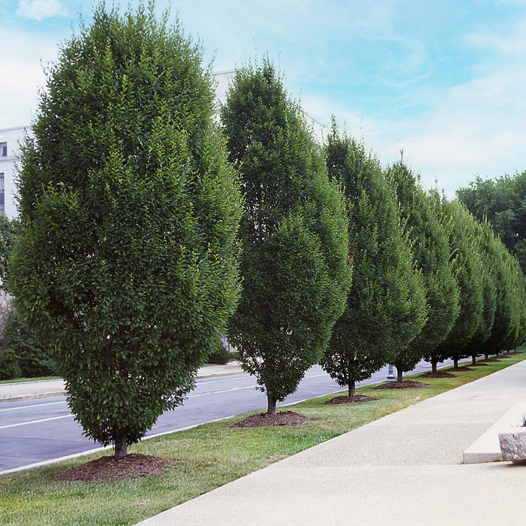 Pyramidal European Hornbeam Tree - Image 2
