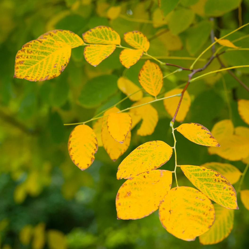 Pyramidal European Hornbeam Tree - Image 3
