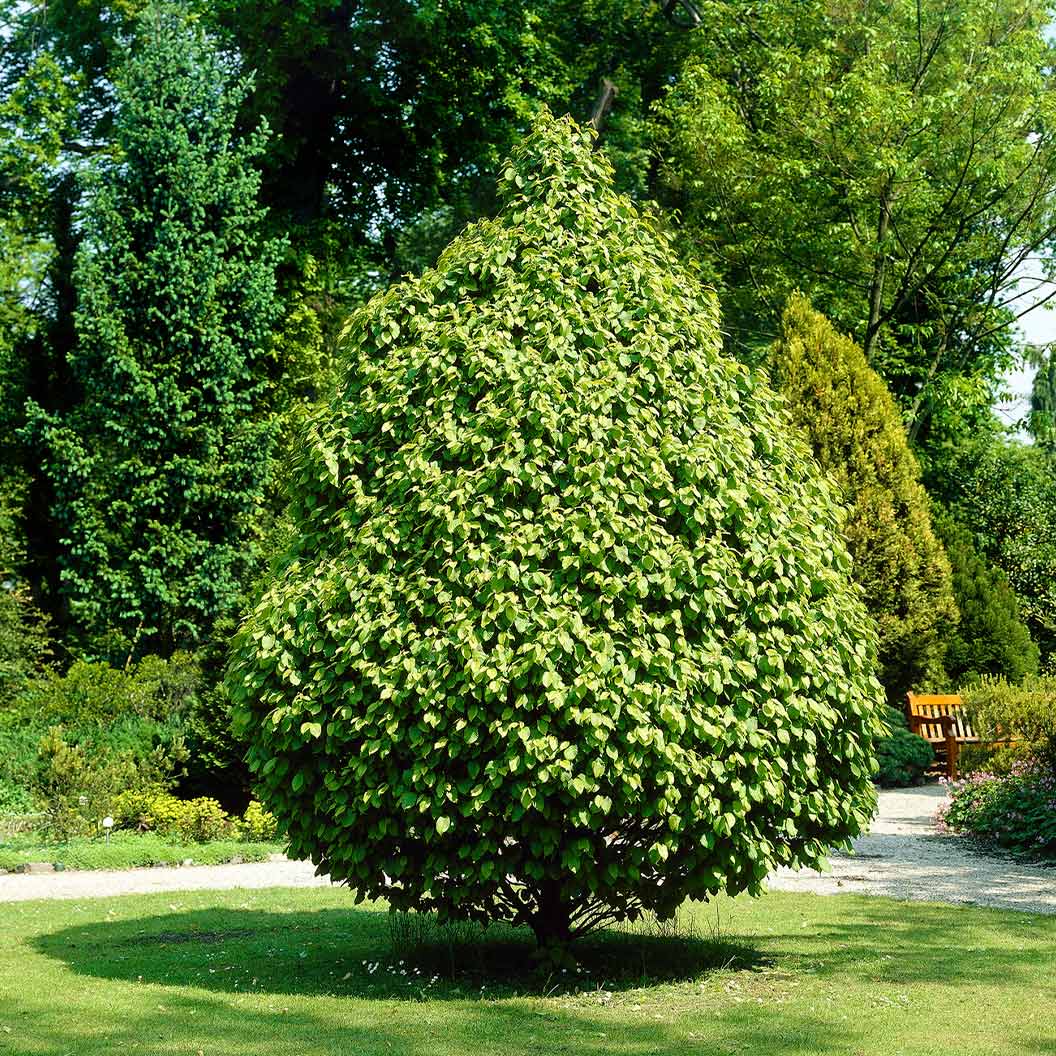 Pyramidal European Hornbeam Tree - Image 4