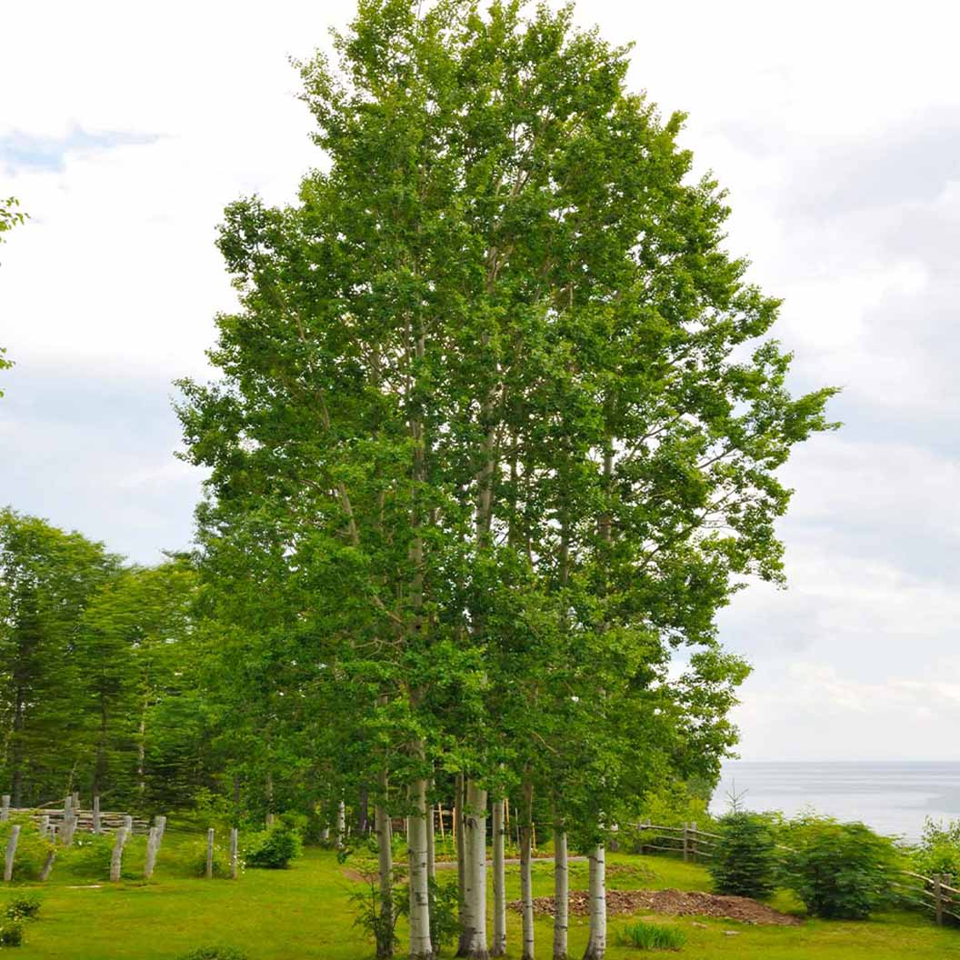 Quaking Aspen Tree - Image 3