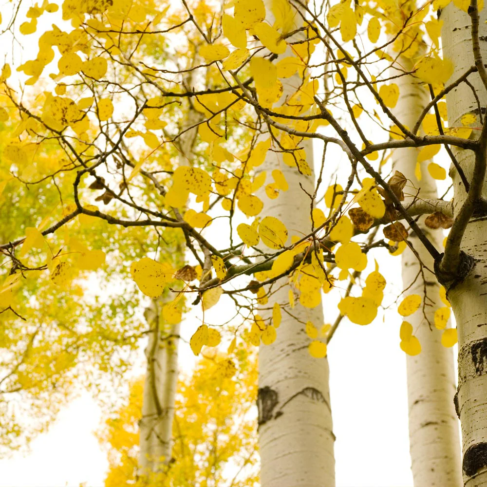 Quaking Aspen Tree - Image 4