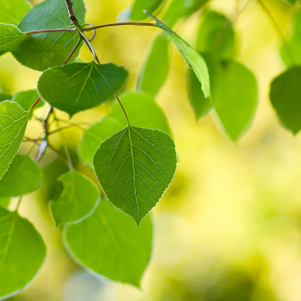 Quaking Aspen Tree - Image 5