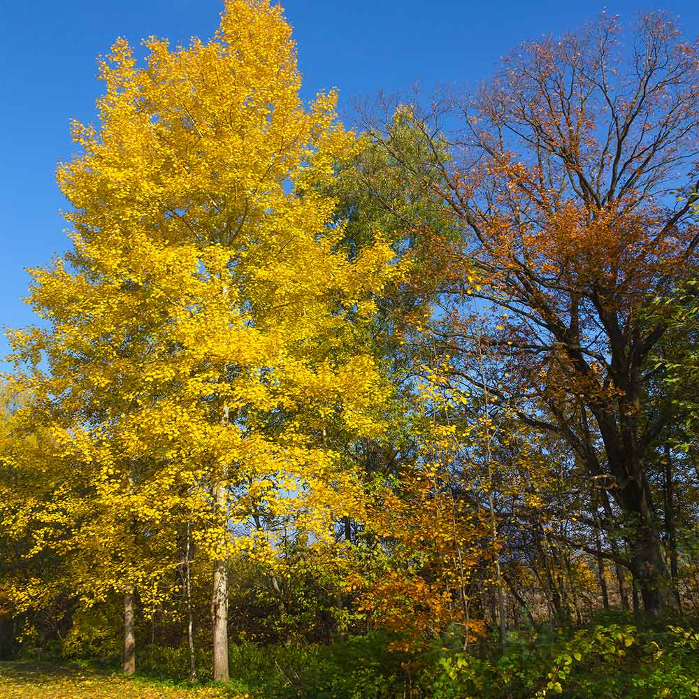 Quaking Aspen Tree - Image 6