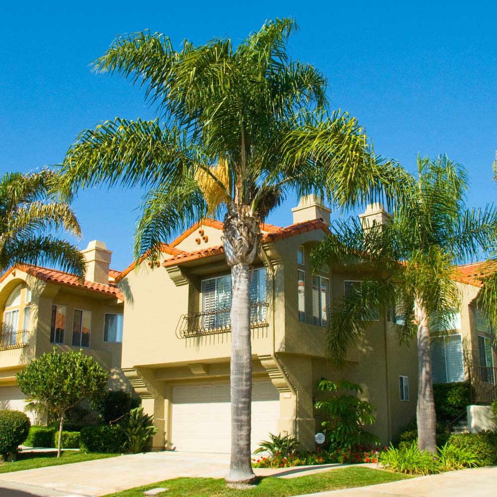 Queen Palm - Image 2