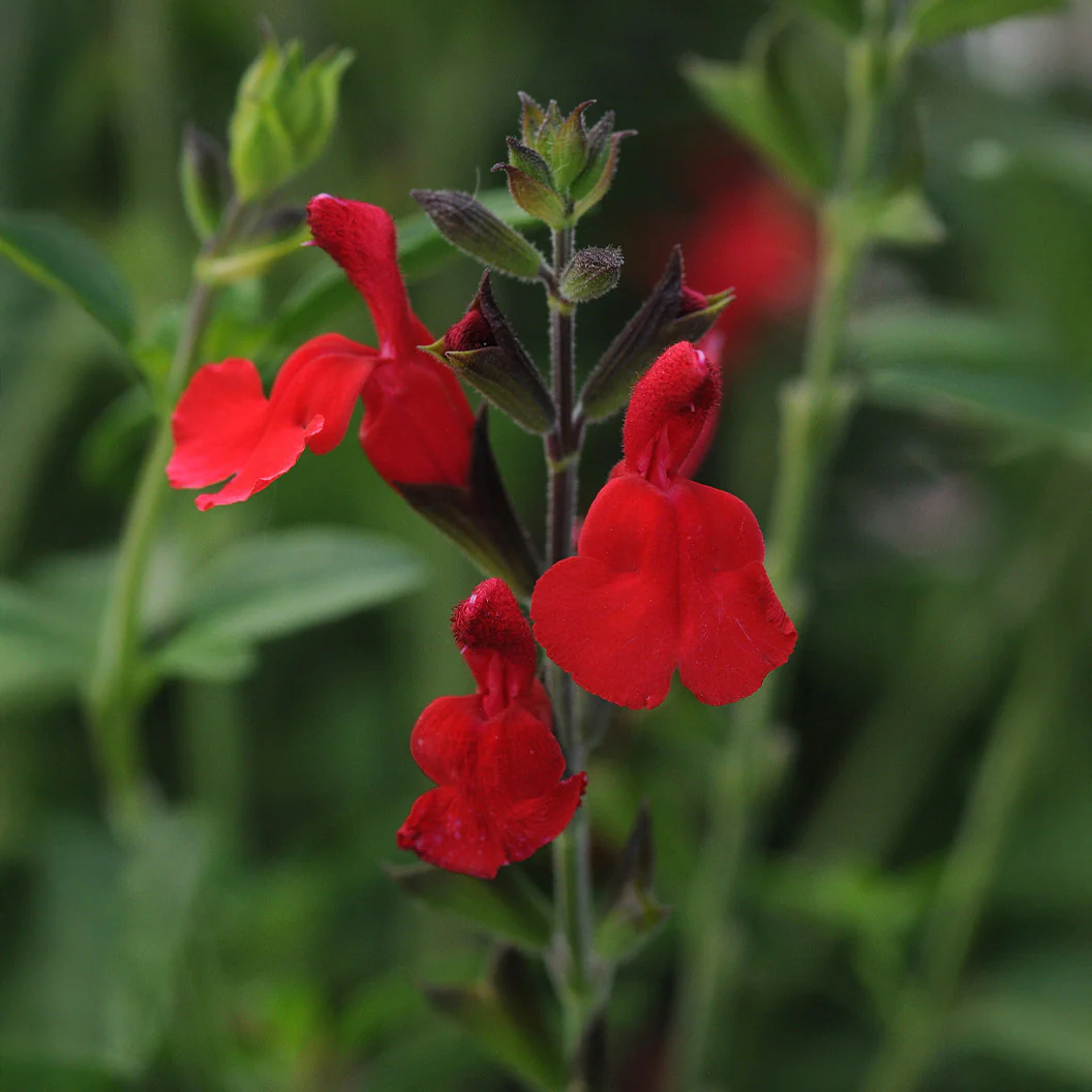 Better Versions® Radio Red Autumn Sage Plant - Image 2