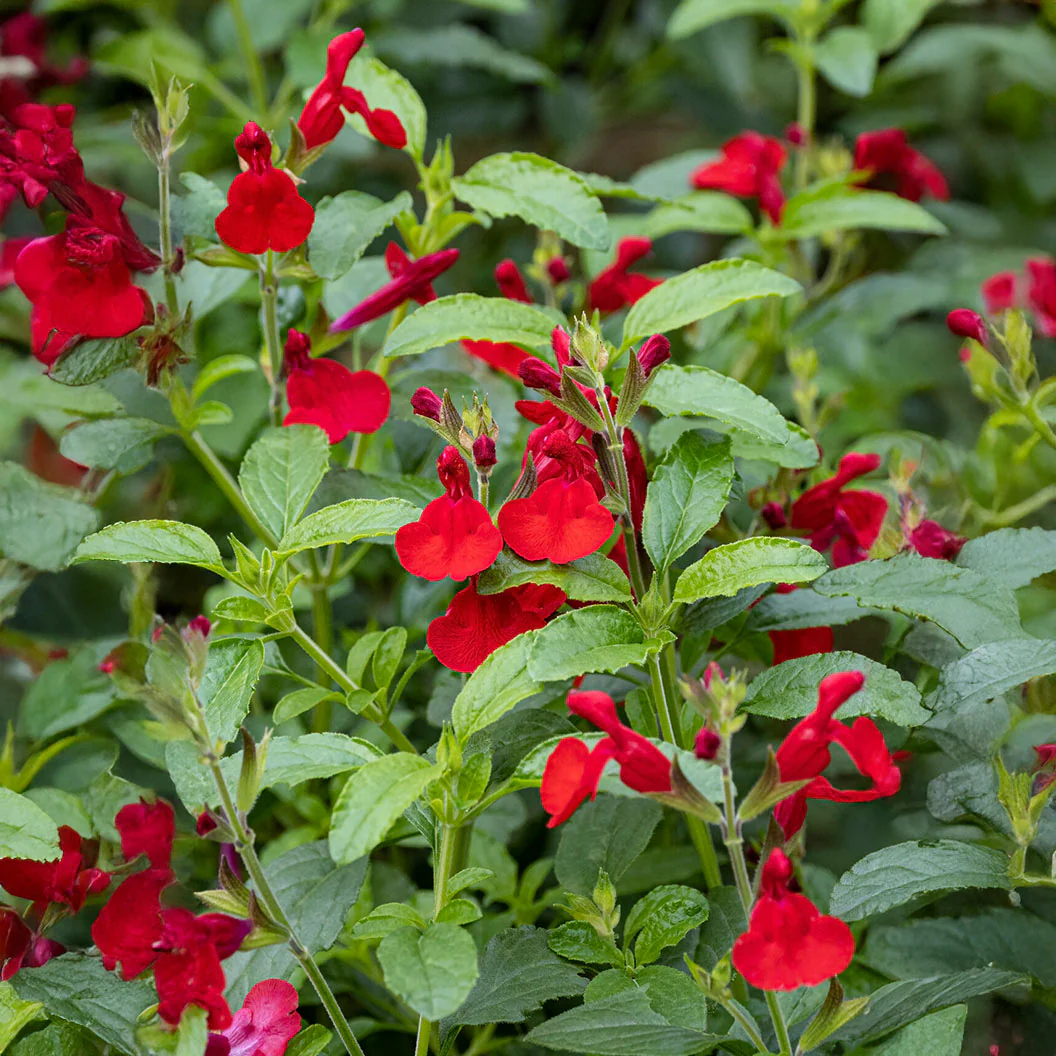 Better Versions® Radio Red Autumn Sage Plant - Image 3