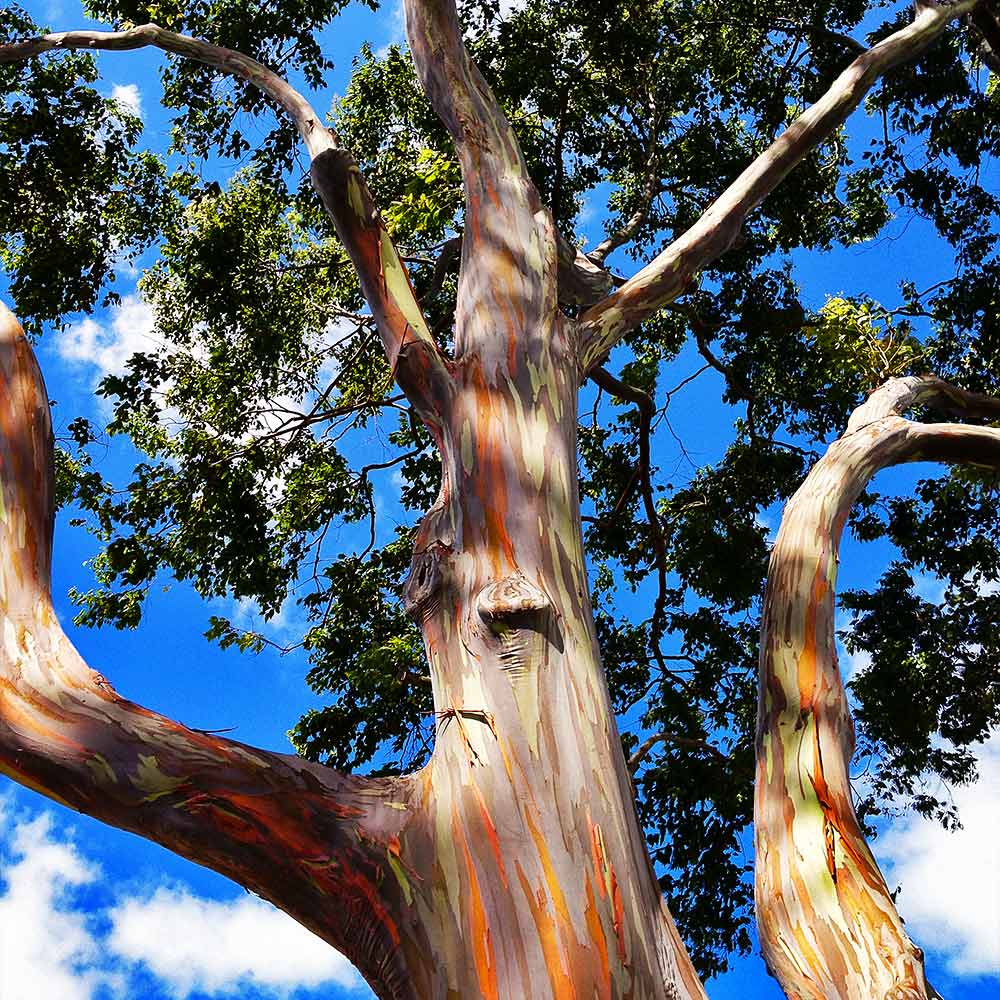 Rainbow Eucalyptus Tree - Image 2